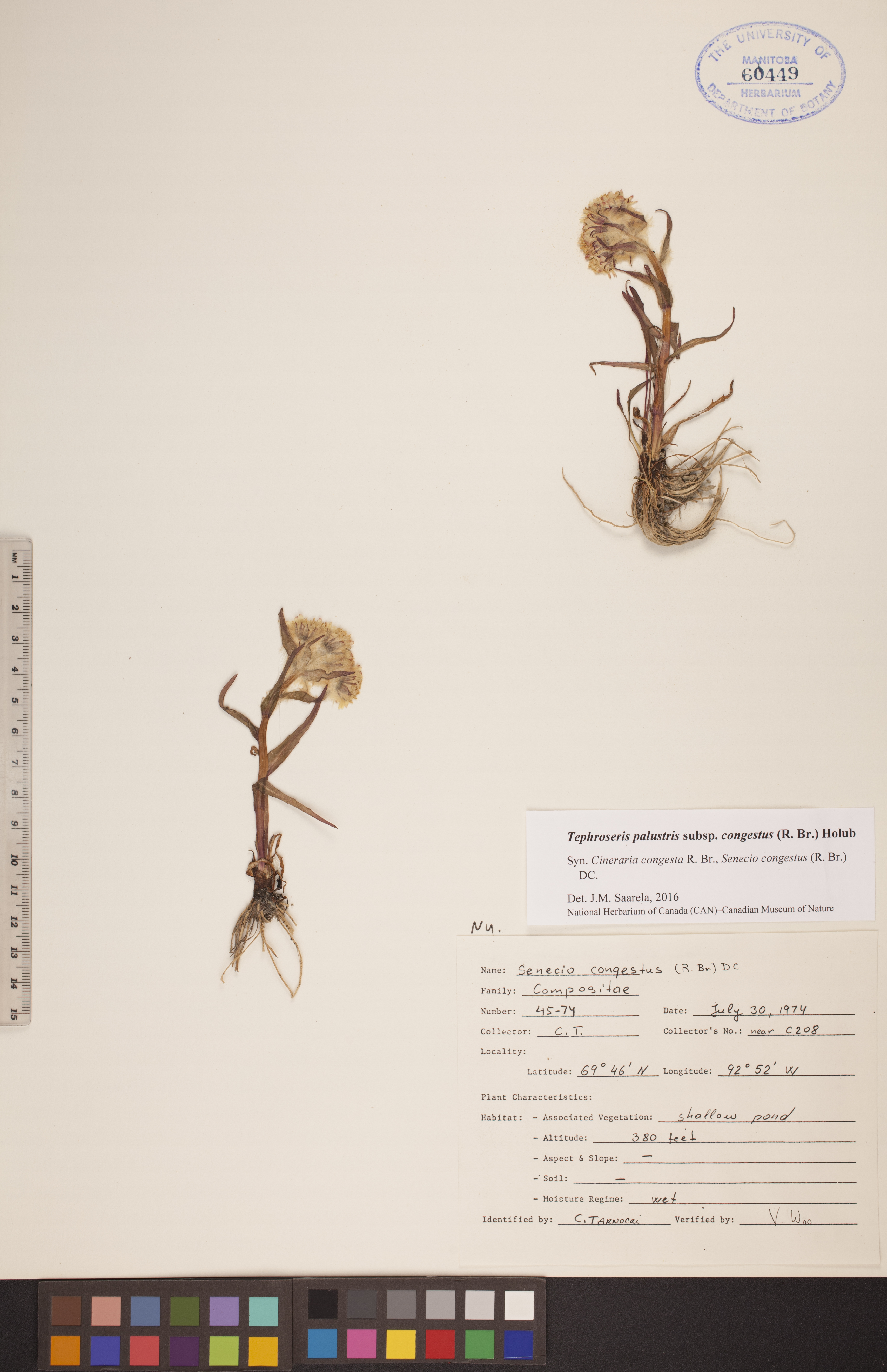 Tephroseris palustris image